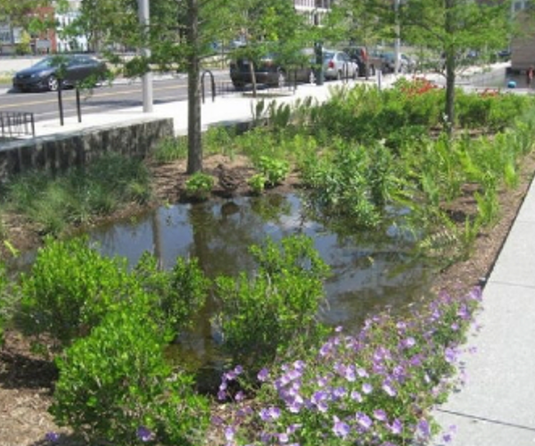 a rain garden